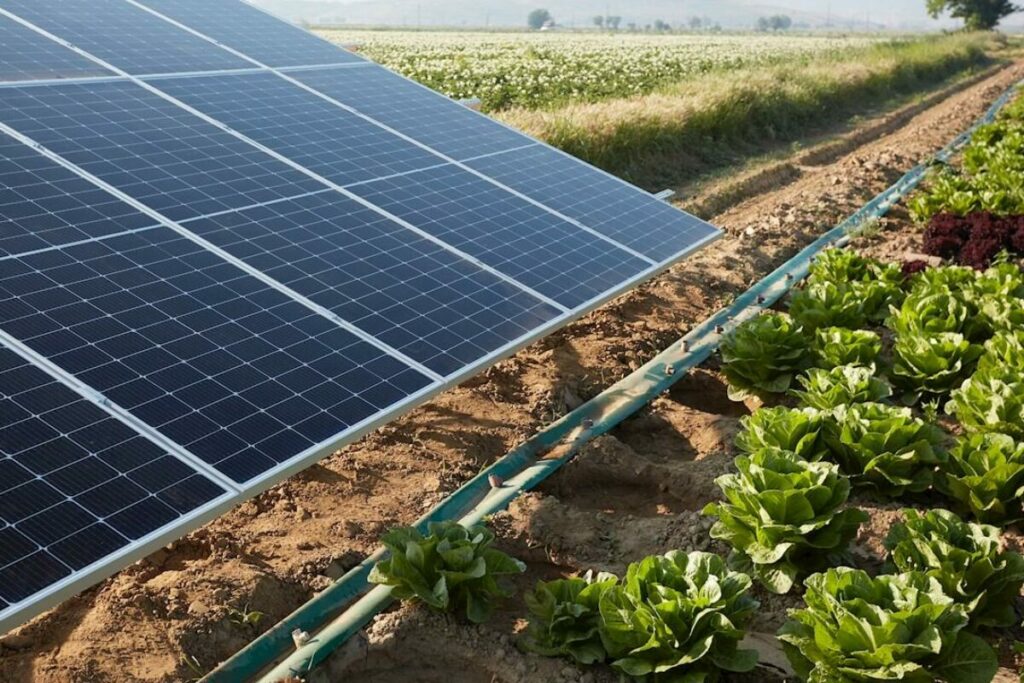 Champ de panneaux solaires au sol pour pompage en milieu agricole